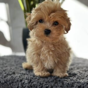 Rafela Maltipoo