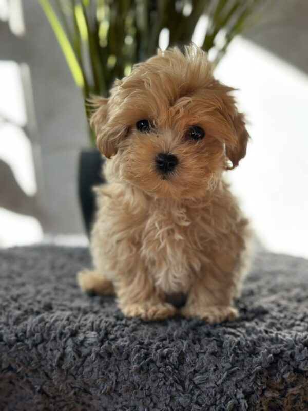 Rafela Maltipoo