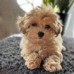 Rafela-female-maltipoo-puppy-for-sale-1 (2)