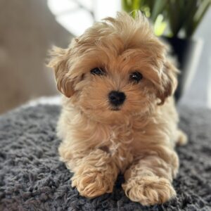 Rafela Maltipoo