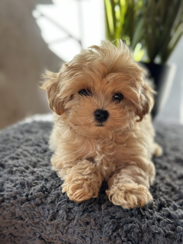 Rafela Maltipoo