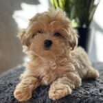 Rafela-female-maltipoo-puppy-for-sale-1 (3)