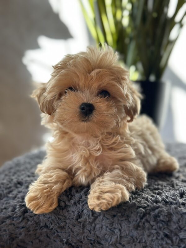 Rafela Maltipoo