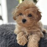 Rafela-female-maltipoo-puppy-for-sale-1 (4)