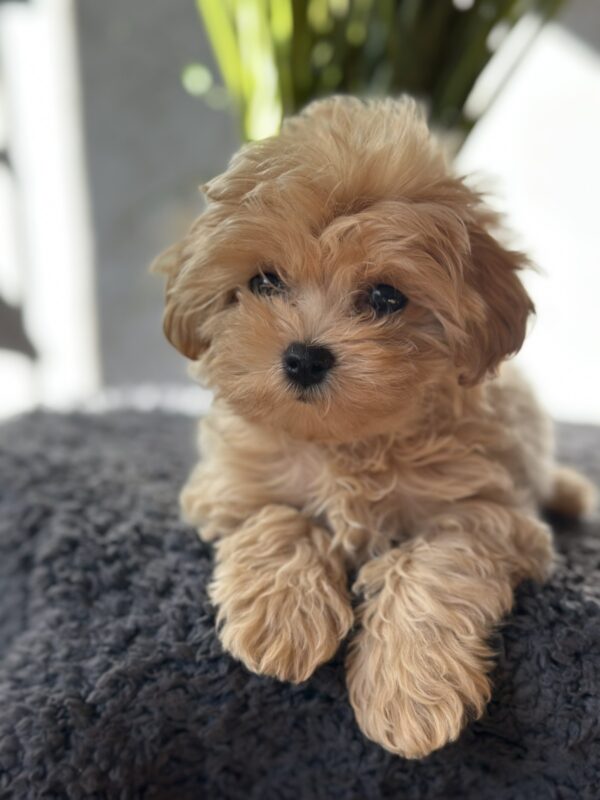 Rafela Maltipoo