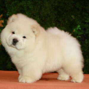 Ramstein Chow-Chow