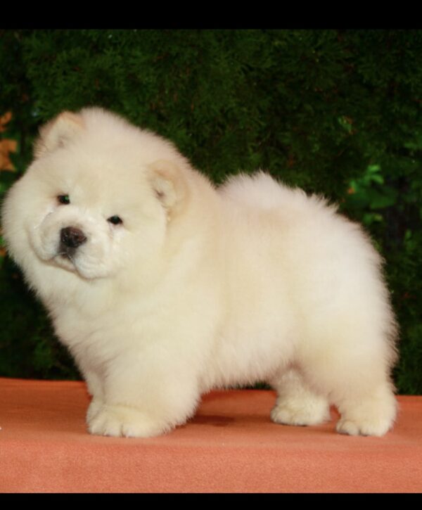 Ramstein Chow-Chow