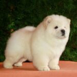 Ramstein-male-chow-chow-puppy-for-sale-1 (2)