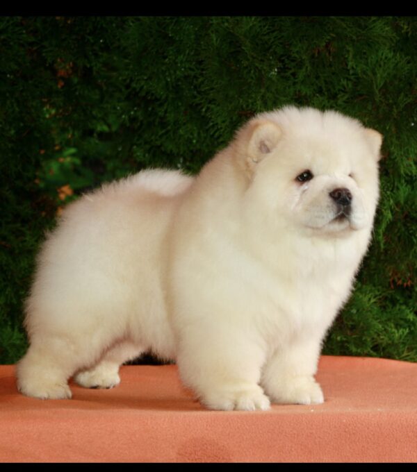 Ramstein Chow-Chow