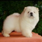 Ramstein-male-chow-chow-puppy-for-sale-1 (3)