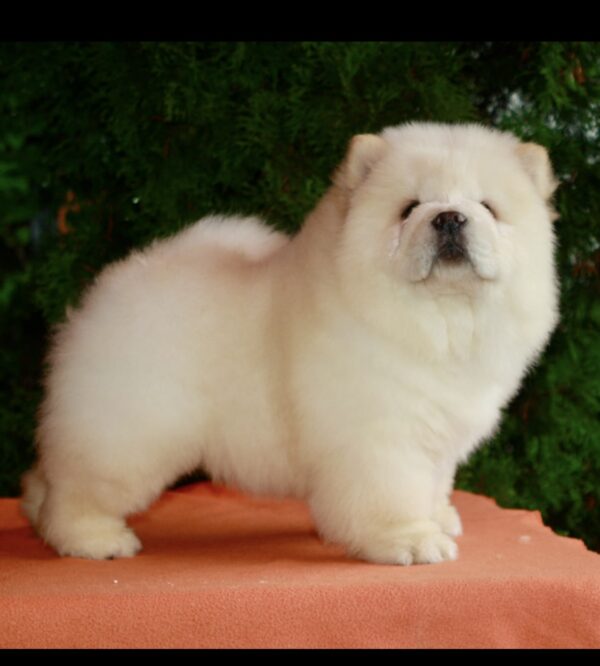 Ramstein Chow-Chow