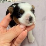 Rasty-male-Biewer-puppy-for-sale-1