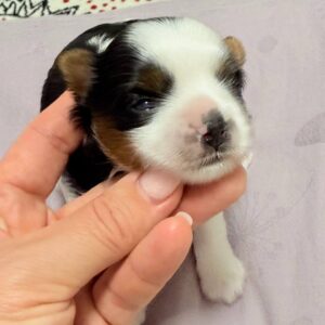 Rasty Biewer Yorkshire Terrier