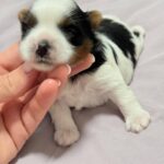 Rasty-male-Biewer-puppy-for-sale-2