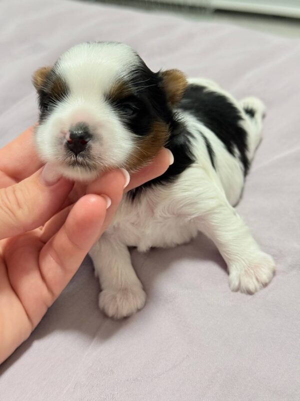 Rasty Biewer Yorkshire Terrier