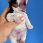 Rasty-male-Biewer-puppy-for-sale-3