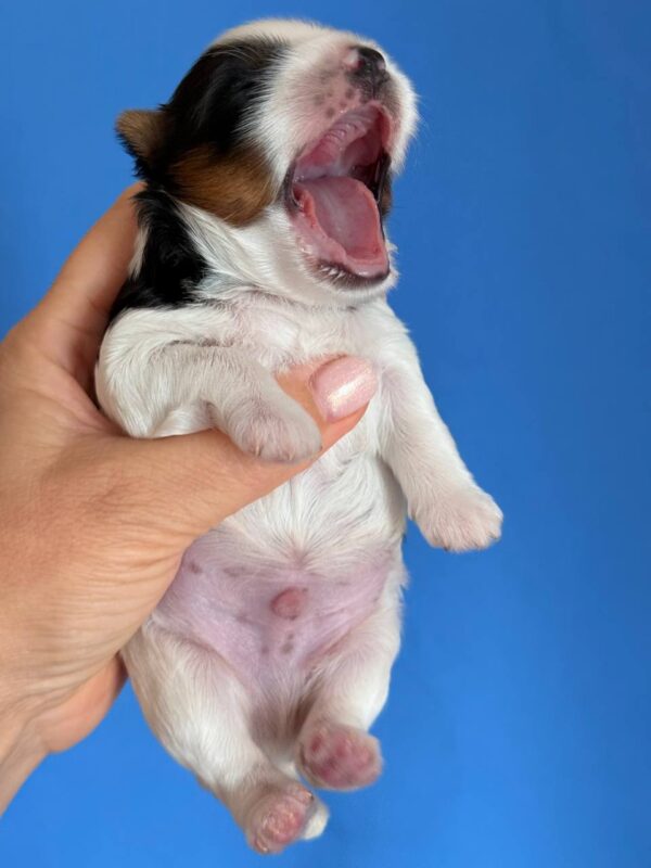 Rasty Biewer Yorkshire Terrier