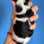 Rasty-male-Biewer-puppy-for-sale-4