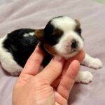Rasty-male-Biewer-puppy-for-sale-5