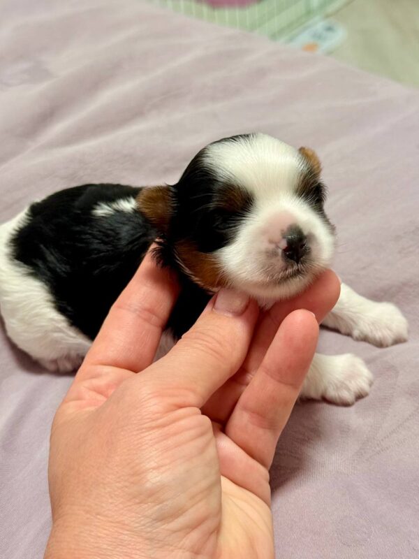 Rasty Biewer Yorkshire Terrier
