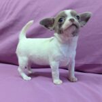 Sacco Chihuahua