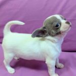 Rekki-female-chihuahua-puppy-for-sale-1 (2)