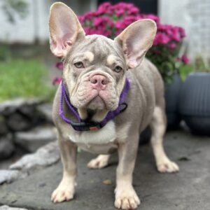 Richik French Bulldog