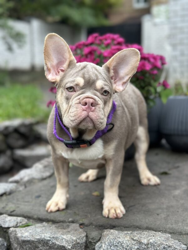 Richik French Bulldog