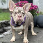 Richik-male-french-bulldog-puppy-for-sale-1 (2)