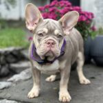 Richik-male-french-bulldog-puppy-for-sale-1 (3)