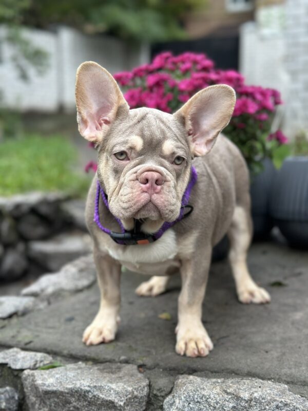 Richik French Bulldog