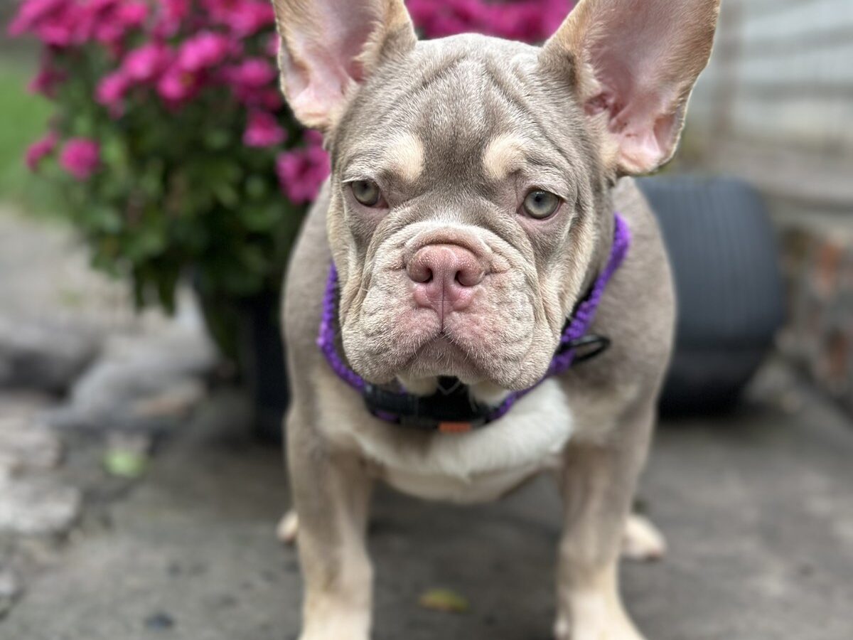 French Bulldog Dogs and Puppies for sale
