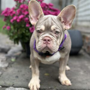 Richik French Bulldog