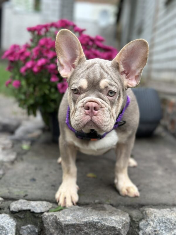 Richik French Bulldog