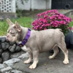 Richik-male-french-bulldog-puppy-for-sale-1 (5)