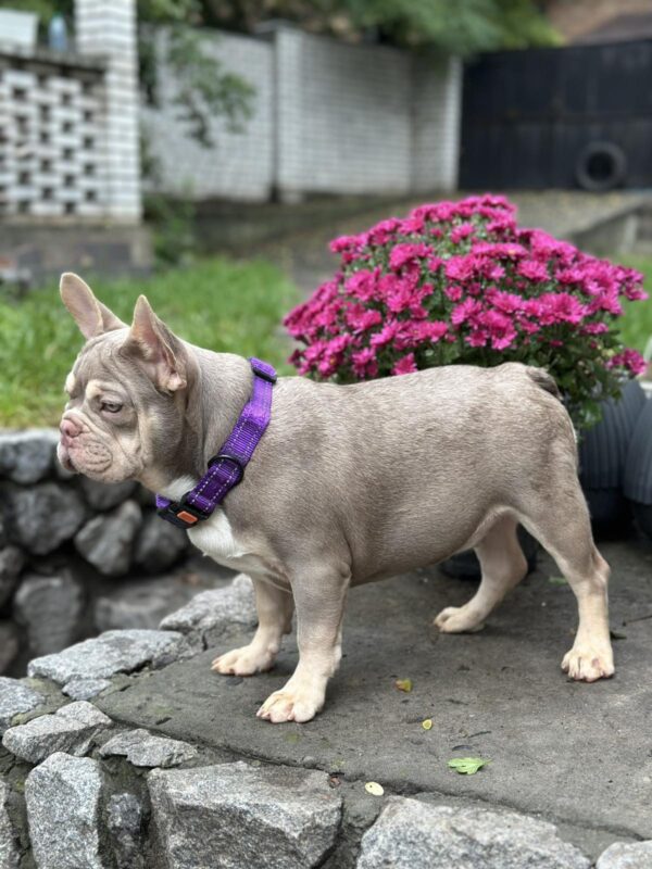 Richik French Bulldog