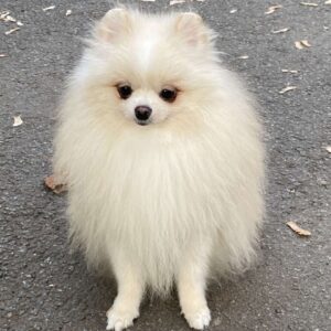Richy Pomeranian