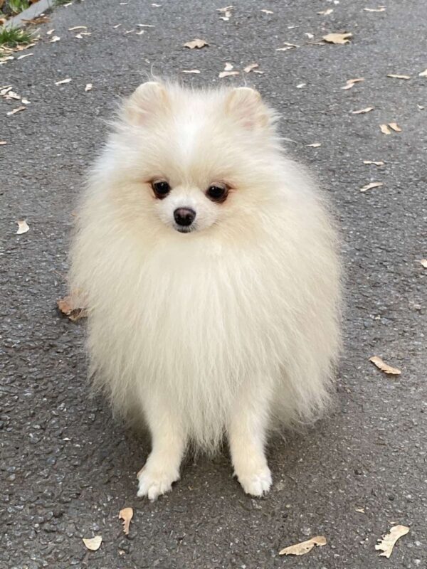 Richy Pomeranian