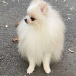 Richy-male-Pomeranian puppy-for-sale-2