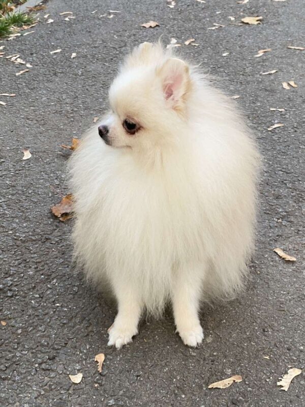 Richy Pomeranian