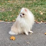 Richy-male-Pomeranian puppy-for-sale-3