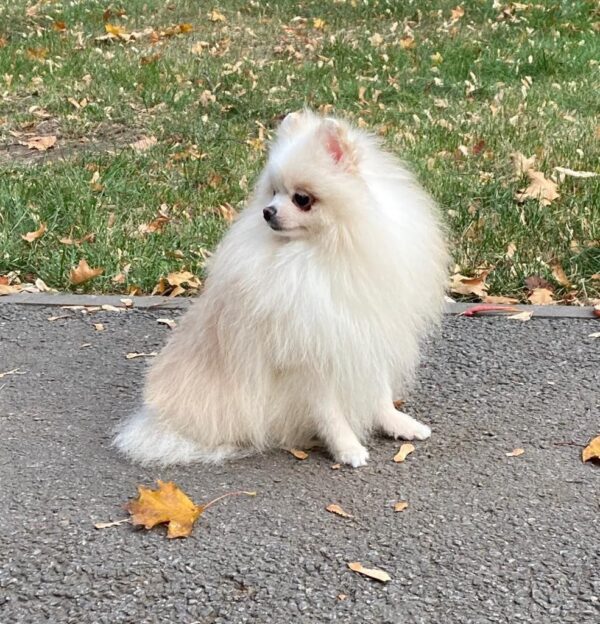 Richy Pomeranian