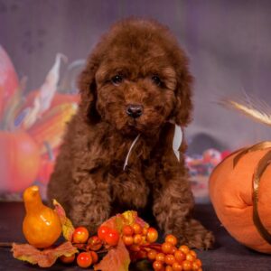 Rico Toy Poodle