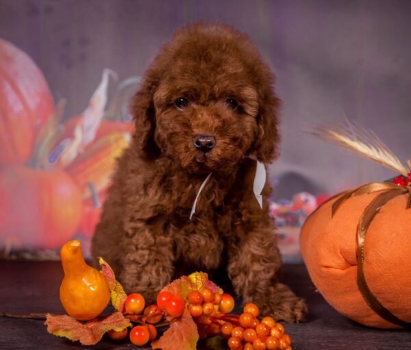 Rico Toy Poodle