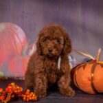 Rico-male-Toy-Poodle-puppy-for-sale-2