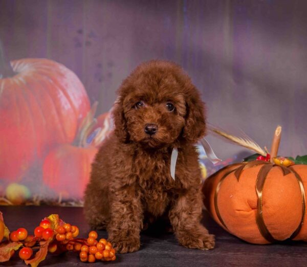 Rico Toy Poodle