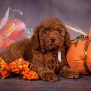 Rico Toy Poodle