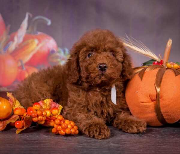 Rico Toy Poodle