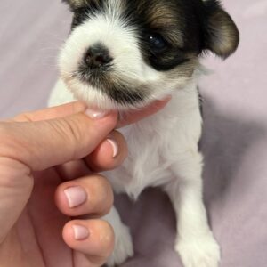 Rimma Biewer Yorkshire Terrier