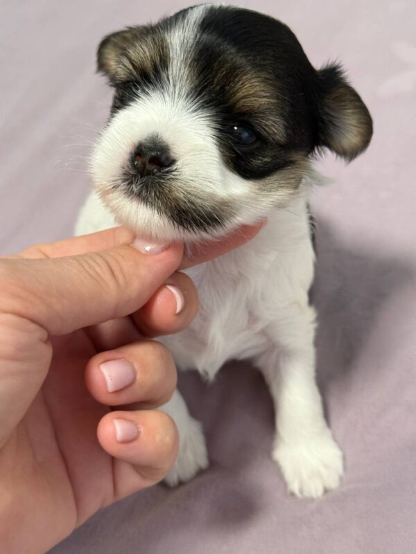 Rimma Biewer Yorkshire Terrier